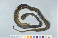 藏品(赤尾青竹絲)的圖片